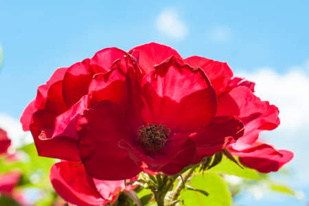 Red rose on the branch in the garden closeupの写真素材