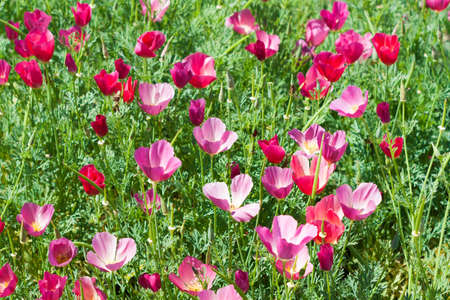 meadow with red poppies close upの写真素材