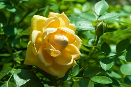 Beautiful yellow rose flower in a garden close upの写真素材
