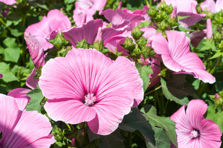 Pink mallow flowers in the garden. Lavatera trimestris blossoming closeupの写真素材
