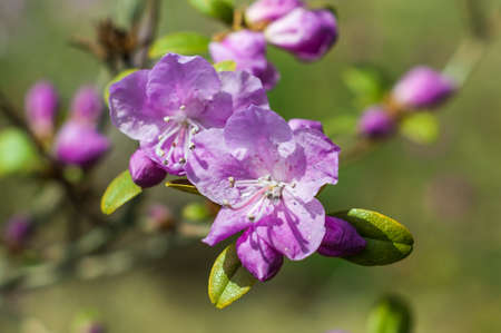 Azalias in the sun close upの写真素材