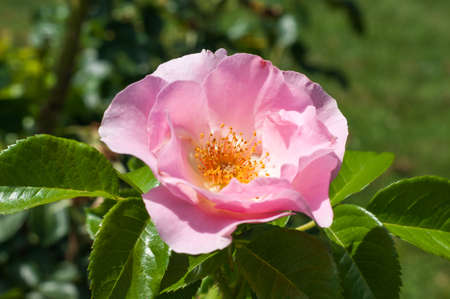 Beautiful wild pink roses close-upの写真素材