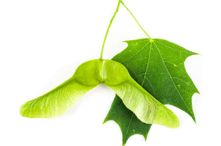 Maple seeds isolated on the white background close upの写真素材