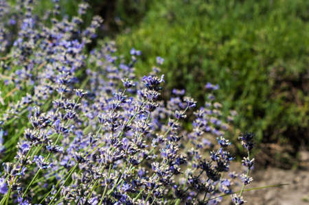 The season of full blooming lavender flowers in the green park close upの写真素材
