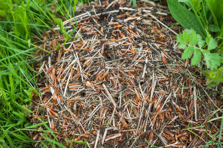 Big anthill with colony of ants in summer forest close upの写真素材