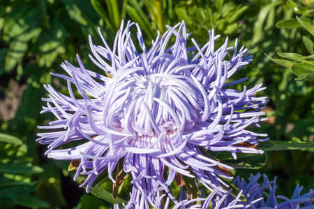 purple flowers of aster in the garden