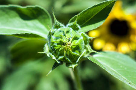 Young sunflower against green and yellow background close upの写真素材