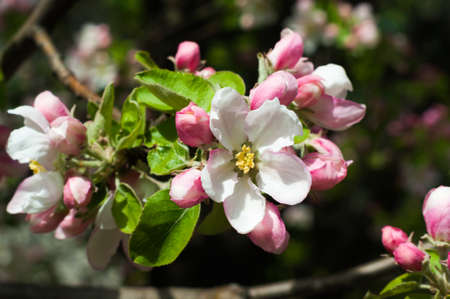 Apple blossoms flowers in spring on white backgroundの写真素材