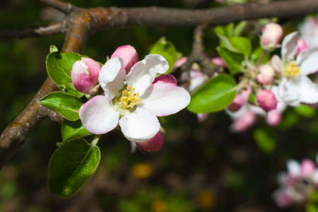 Apple blossoms flowers in spring on white backgroundの写真素材