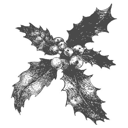 Hand drawn sketch of holly plant isolated on white background. Vector vintage line art christmas illustrationのイラスト素材