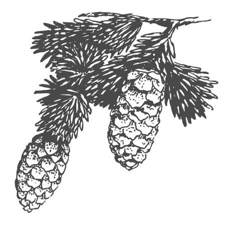 Hand drawing pine cone on the tree. Christmas pinecone on fir branch with needles. Decoration for greeting cards or holiday background. Realistic vector illustration.のイラスト素材