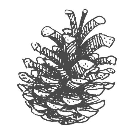 Hand drawing pine cone. Pinecone drawing realistic vector illustration.の写真素材