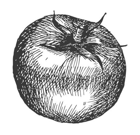 Tomato vegetable vector drawing isolated. Engraved style illustration. Food sketchのイラスト素材