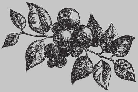 The blueberry on the branch with leaf. Berries vintage vector drawing isolatedのイラスト素材