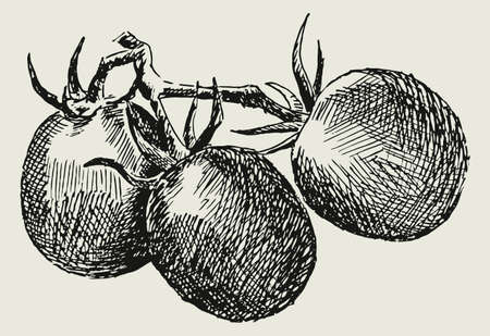 Tomato vegetable vector drawing isolated. Engraved style illustration. Food sketch. Farm market productのイラスト素材