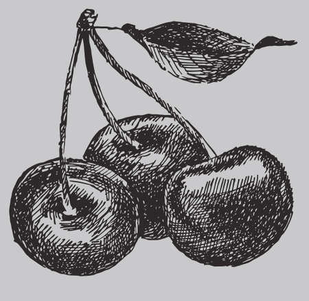 Three cherry and leaf hand drawing. Berry vector drawing isolated. Engraved style illustration. Food graphics sketch. Farm market productのイラスト素材