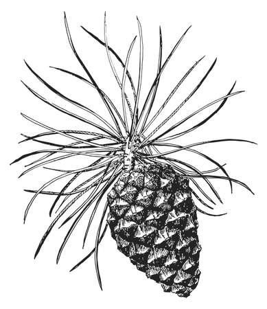 Hand drawn design vector conifer branch and pine cone on white background.の写真素材