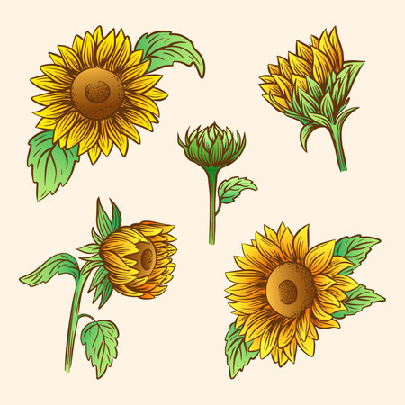 Set of hand drawn vector illustration of sunflowersのイラスト素材