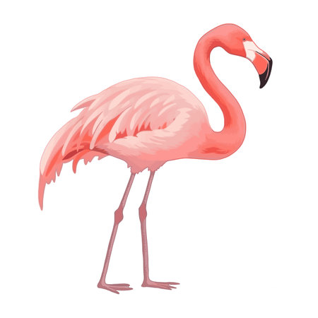 Pink flamingo vector illustration isolated on white background.のイラスト素材