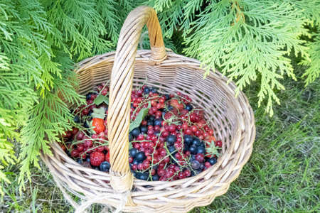 close up of wooden wicker basket with harvest of berries on the green grass in the home garden, concept of healthy eating, diet and lifestyle nutrition. Beautiful photographyの写真素材