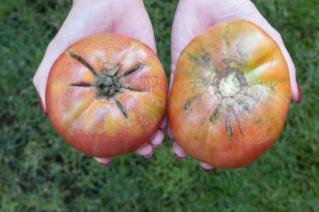 woman hand holding a red ripe tomato. Early harvest. Concept of healthy eating lifestyle diet nutrition. Home gardeningの写真素材