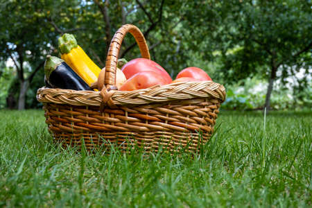 wooden basket full of fresh ripe vegetables: tomato, cucumber, onion, zucchini, eggplant on grass. Early harvest on market. Concept of healthy eating lifestyle diet nutrition.の写真素材