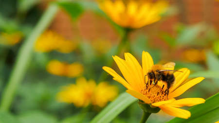 bumble bee eating collecting nectar pollen from beautiful yellow heliopsis flower in the garden,...