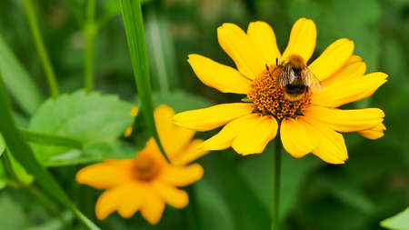 bumble bee eating collecting nectar pollen from beautiful yellow heliopsis flower in the garden, green backgroundの写真素材