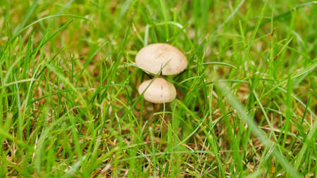 small tiny mushrooms in the green grass at home lawnの写真素材