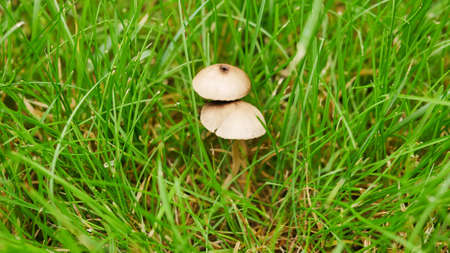 small tiny mushrooms in the green grass at home lawnの写真素材