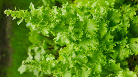lettuce, beet and other greens plant leaves growing in the garden. Early harvest. Concept of healthy...