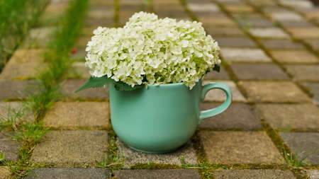 white hydrangea flowers in a vase shape of cup on street paving slabsの写真素材
