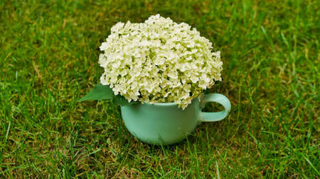 white hydrangea flowers in a vase shape of cup on a green grass backgroundの写真素材