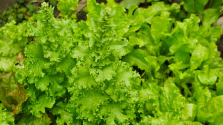 lettuce, beet and other greens plant leaves growing in the garden. Early harvest. Concept of healthy...