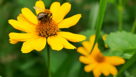 bumble bee eating collecting nectar pollen from beautiful yellow heliopsis flower in the garden, green backgroundの写真素材
