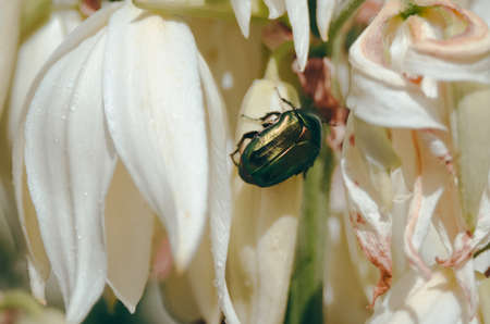 a closeup shot of a cetonia aurata rose chafer beetle metallic green color on white flower