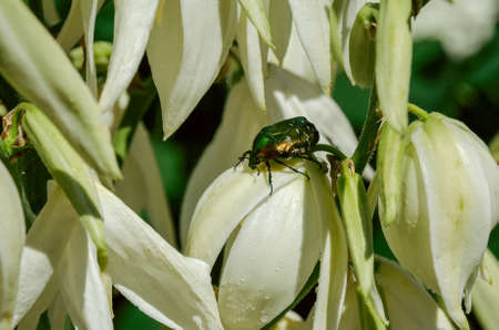 a closeup shot of a cetonia aurata rose chafer beetle metallic green color on white flower