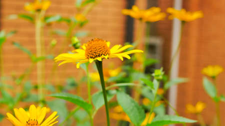 blur effect, close up of yellow daisy flower, heliopsis asteraceae oxeye flowerheads