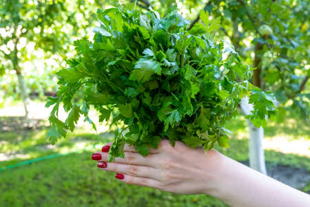 woman hand holding bunch of green parsley in the garden. Concept of healthy eating lifestyle diet nutrition. Promoting veganism. Eat clean eat greenの写真素材
