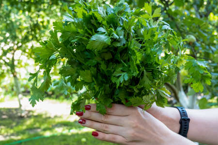 woman hand holding bunch of green parsley in the garden. Concept of healthy eating lifestyle diet nutrition. Promoting veganism. Eat clean eat greenの写真素材