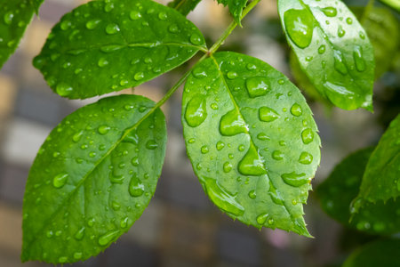 green leaf with water drops, raindrops and dew, skincare natural background, cosmetic product stage, texture, place for text, gel droplets, freshnessの写真素材