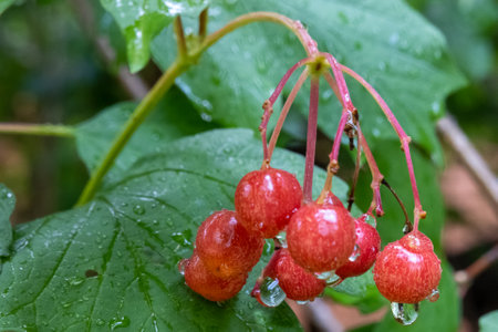 branch of fresh ripe red guelder rose berries in garden, wet dew water droplets after rain, vitamin C source herbal medicine, watering garden, natural fruit tea ingredientの写真素材