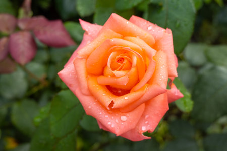beautiful pink orange rose heads with dew drops, condition after watering flowers in the garden, after rain, postcard cover greetings background, green leaves on bushの写真素材