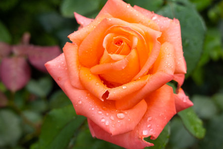 beautiful pink orange rose heads with dew drops, condition after watering flowers in the garden, after rain, postcard cover greetings background, green leaves on bushの写真素材