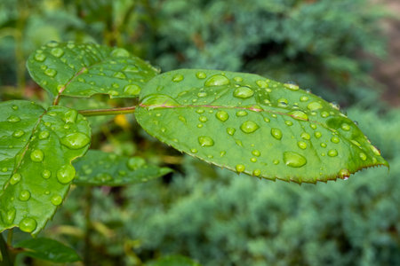 green leaf with water drops, raindrops and dew, skincare natural background, cosmetic product stage, texture, place for text, gel droplets, freshnessの写真素材