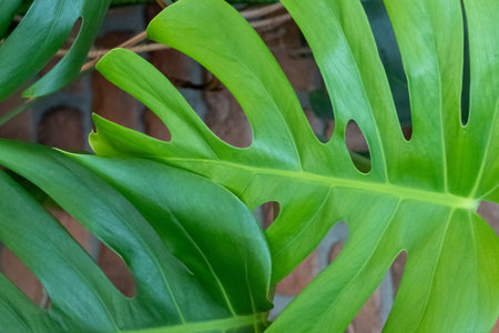 green tropical monstera philodendron plant leaves near the red brick wall, interior designの写真素材