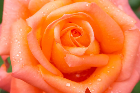 beautiful pink orange rose heads with dew drops, condition after watering flowers in the garden, after rain, postcard cover greetings background, green leaves on bushの写真素材