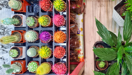 different colorful bright cactuses in the pots in box on the shelf of flower shop, variety of home plantsの写真素材