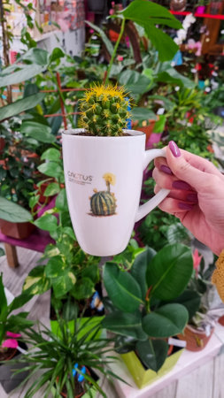 beautiful woman's hand holding yellow cactus house plant in cup pot in flower shopの写真素材