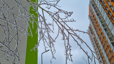 frozen raindrops on tree, frost on bush branches, early winter, iceの写真素材